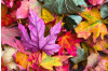 Buying a New Purse or Wallet For Autumn? Check Out The Hottest Colours For 2019